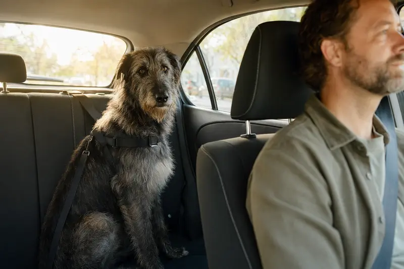 Ein Deerhound Hund sitzt sicher angeschnallt auf der Rückbank eines Autos, während der Besitzer ruhig fährt.