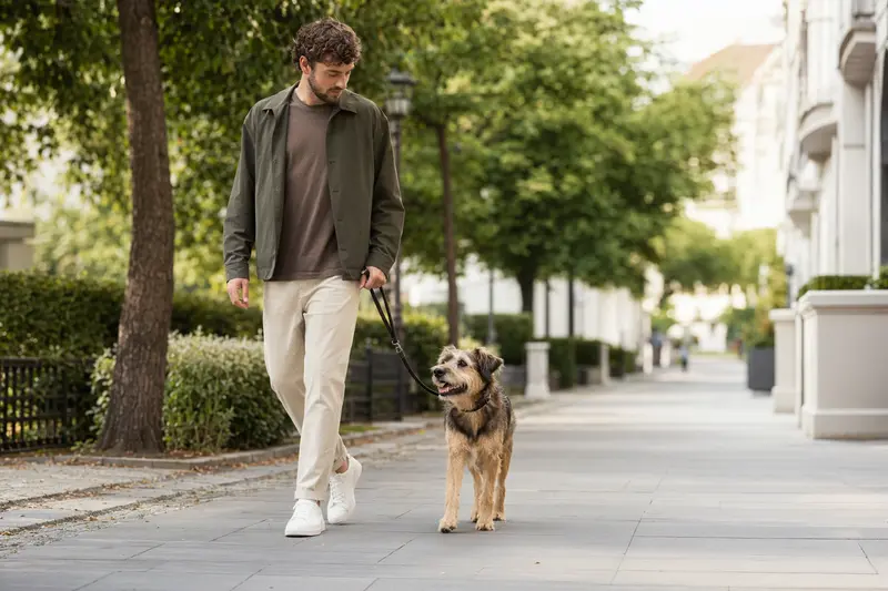 Ein Designerhund läuft an der Leine mit seinem Besitzer durch eine moderne Stadtstraße im Alltag.