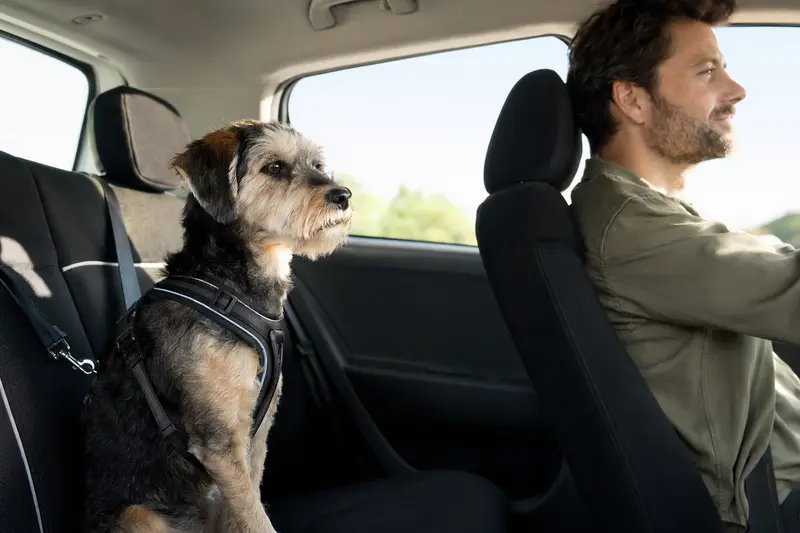 Ein Designerhund sitzt angeschnallt auf der Rückbank eines Autos, während der Besitzer ruhig fährt.