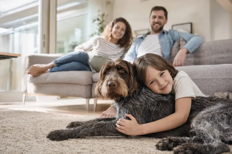 Ein freundlicher Deutsch Drahthaar Hund liegt entspannt neben einem Kind im Wohnzimmer, während die Eltern im Hintergrund eine sichere und warme Familienatmosphäre schaffen.