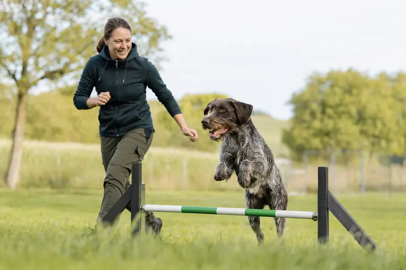 Ein Deutsch Drahthaar springt mit seinem Besitzer freudig über eine kleine Trainingshürde auf dem Hundeplatz.