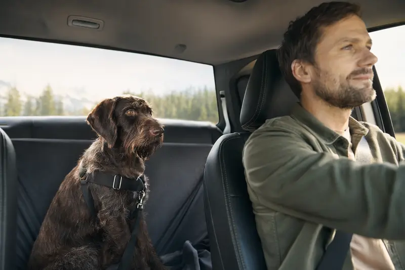 Ein Deutsch Drahthaar Hund sitzt sicher angeschnallt auf der Rückbank eines Autos, während der Besitzer angenehm fährt.