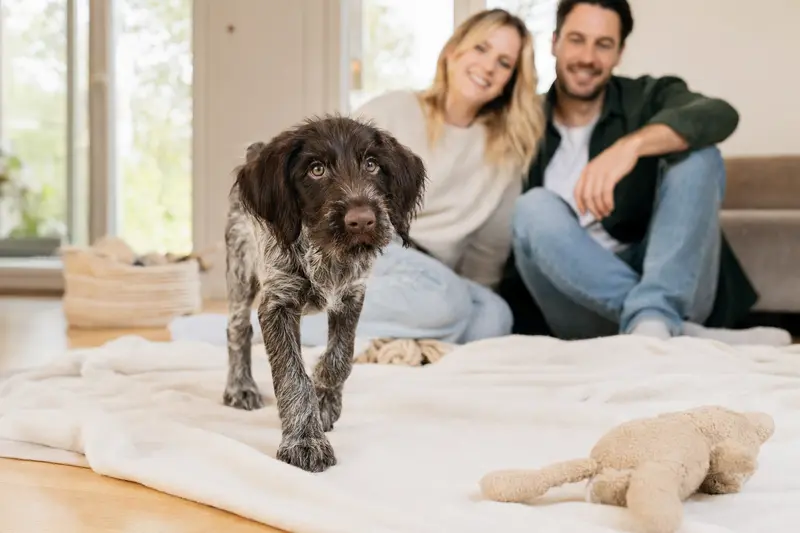 Ein junger Deutsch Drahthaar Welpe erkundet neugierig sein neues Zuhause mit Spielzeug und einer liebevollen Familie im Hintergrund.