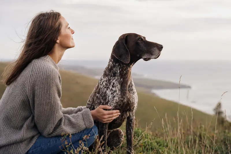 Ein aufmerksamer Deutsch-Kurzhaar Hund steht in natürlicher Haltung vor hellem Hintergrund.