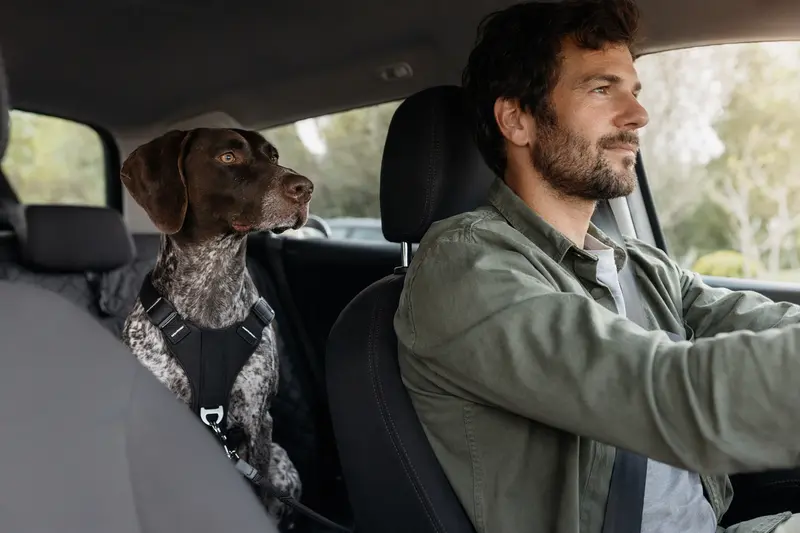 Ein Deutsch-Kurzhaar Hund sitzt sicher angeschnallt auf der Rückbank eines Autos, während sein Besitzer ruhig fährt.
