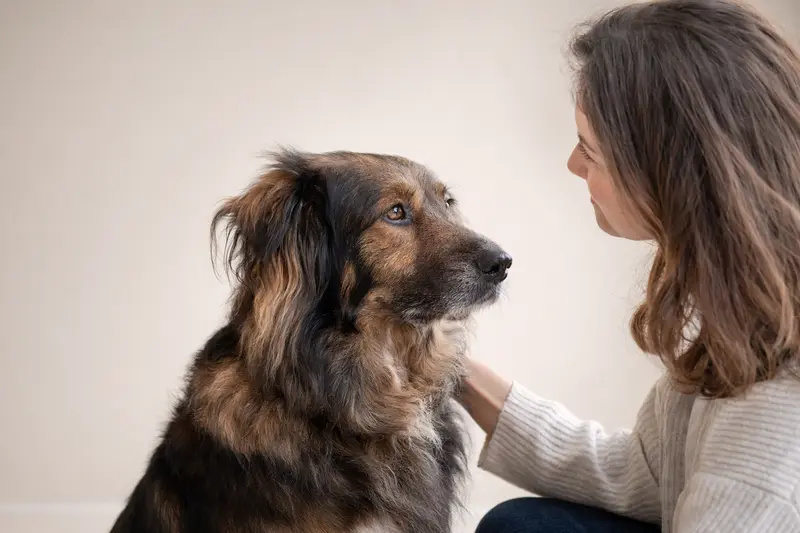 Ein aufmerksamer Deutsch Langhaar Hund steht in natürlicher Haltung vor hellem Hintergrund, als hochwertiges Porträt für das Thema Hundegesundheit.