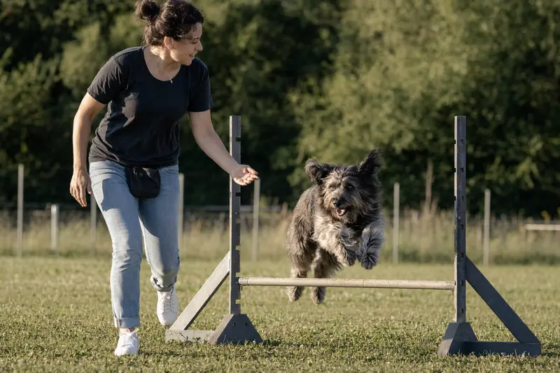 Ein Deutsch Langhaar trainiert mit seinem Besitzer auf einem Hundeplatz über eine kleine Hürde und zeigt dabei Freude an der Bewegung.