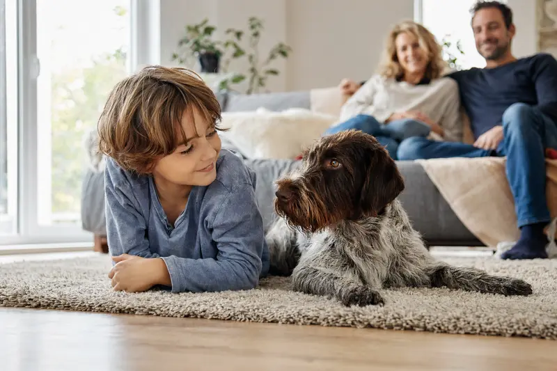 Ein entspannter Deutsch Stichelhaar Hund liegt neben einem Kind in einem hellen Wohnzimmer, während die Eltern im Hintergrund für eine sichere Familienatmosphäre sorgen.