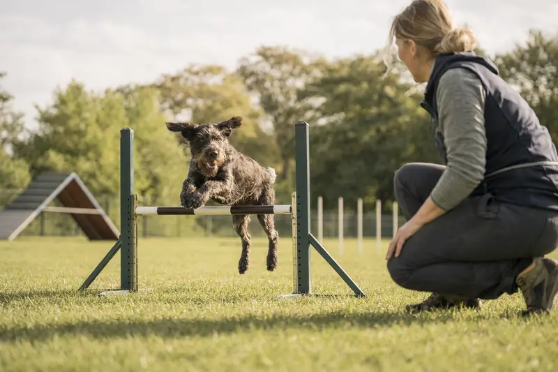 Ein aktiver Deutsch Stichelhaar trainiert mit seinem Besitzer auf einem Hundeplatz über eine kleine Hürde.