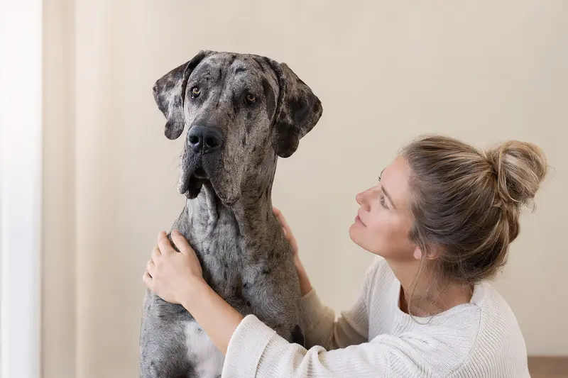 Aufmerksame Deutsche Dogge im natürlichen Stand vor hellem neutralem Hintergrund, als hochwertiges Hundeportrait für Themen rund um Hundegesundheit und Hundevericherung.