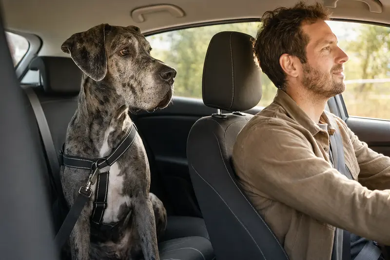 Eine Deutsche Dogge sitzt sicher angeschnallt auf der Rückbank eines Autos, während der Besitzer entspannt fährt.