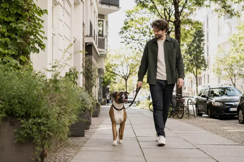 Ein Deutscher Boxer läuft an der Leine mit seinem Besitzer durch eine moderne Stadtstraße bei natürlichem Tageslicht.