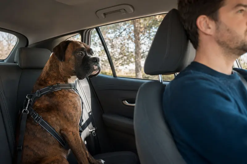 Ein sicher angeschnallter Deutscher Boxer Hund auf der Rückbank eines Autos, während der Besitzer ruhig fährt.