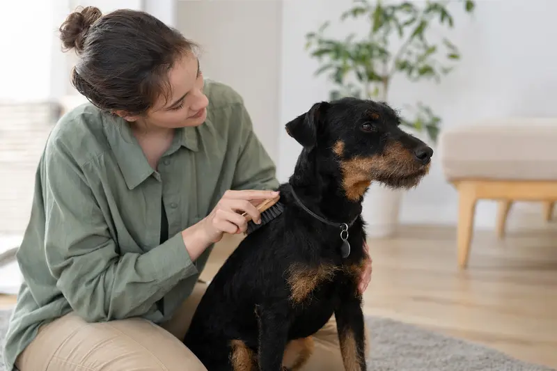 Ein Deutscher Jagdterrier wird in einer hellen Wohnung liebevoll gebürstet, während der Besitzer die Fellpflege ruhig und sanft übernimmt.