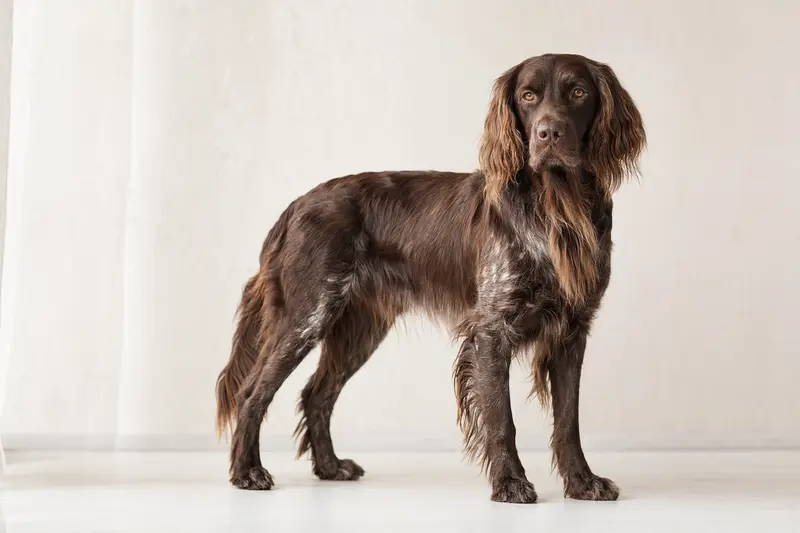 Ein Deutscher Langhaariger Vorstehhund steht aufmerksam in natürlicher Haltung vor hellem Hintergrund.