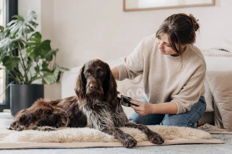 Ein Deutscher Langhaariger Vorstehhund wird zuhause sanft gebürstet, während der Besitzer liebevoll die Fellpflege übernimmt.