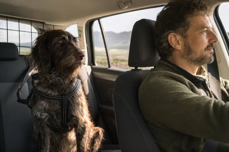 Ein Deutscher Langhaariger Vorstehhund sitzt sicher angeschnallt auf der Rückbank eines Autos, während der Besitzer ruhig fährt.