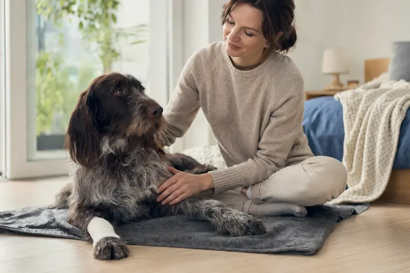 Ein Deutscher Langhaariger Vorstehhund mit leicht verbundenem Pfotenverband liegt ruhig auf einer Decke, während sein Besitzer erleichtert neben ihm sitzt.