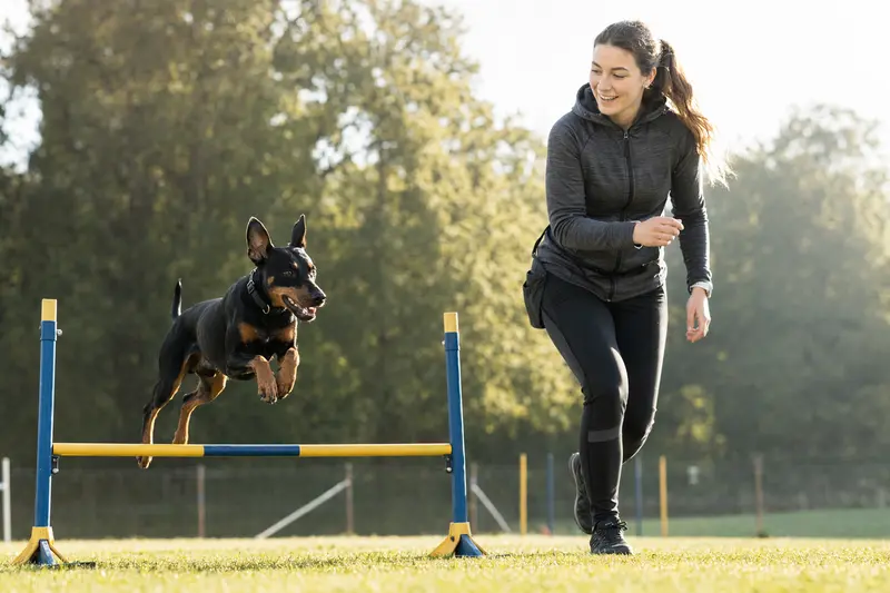 Ein Deutscher Pinscher springt mit seinem Besitzer über eine kleine Trainingshürde auf dem Hundeplatz in sonniger Atmosphäre.
