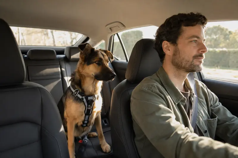 Ein Deutscher Schäferhund sitzt sicher angeschnallt auf der Rückbank eines Autos, während der Fahrer entspannt verkehrt.