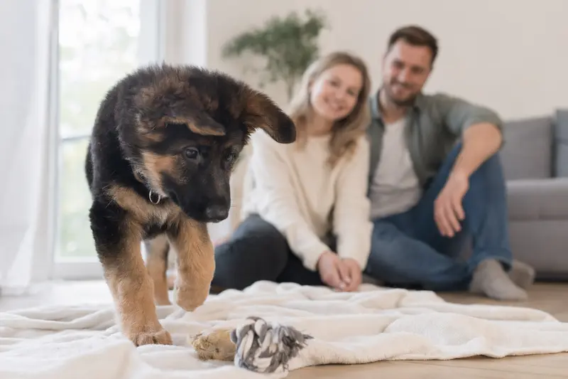 Ein neugieriger Deutscher Schäferhund Welpe erkundet seine helle, freundliche Wohnung.