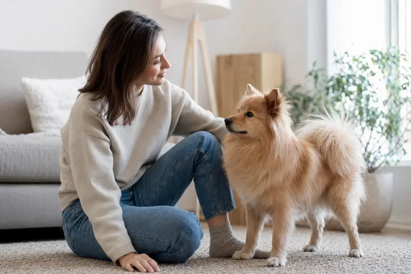 Deutscher Spitz Hund in aufmerksamer Haltung vor hellem Hintergrund, als hochwertiges Portrait für einen Ratgeber zur Hundegesundheit.