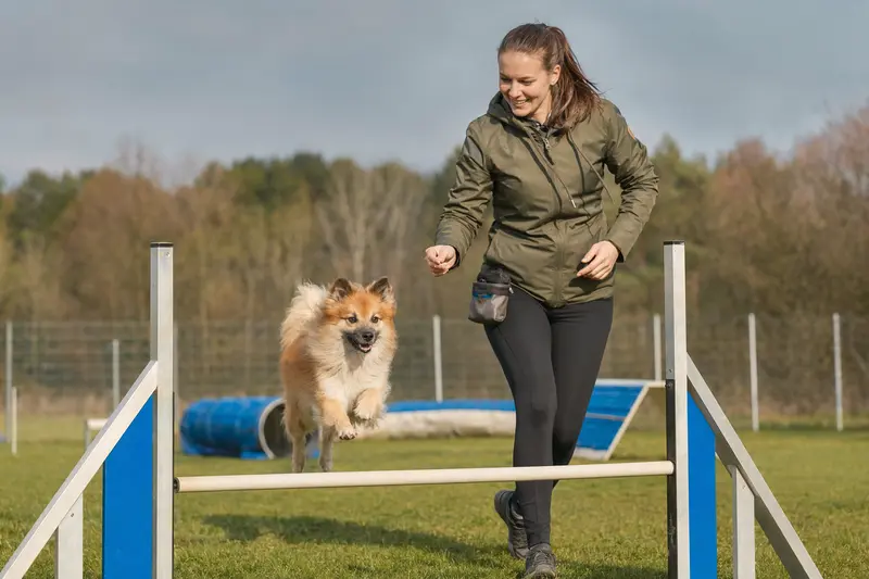 Ein Deutscher Spitz trainiert mit seinem Besitzer auf einem Hundeplatz über eine kleine Hürde.