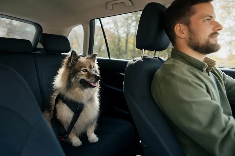 Ein Deutscher Spitz Hund sicher angeschnallt auf der Rückbank eines Autos, während sein Besitzer fährt.