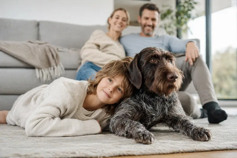 Ein entspannter Deutscher Vorstehhund (drahthaar) liegt neben einem Kind in einer sicheren Familienumgebung.