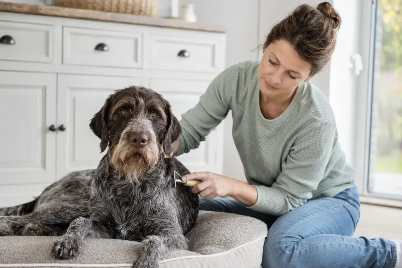 Ein Deutscher Vorstehhund mit Drahthaar wird in einer hellen Wohnung sanft gebürstet, während sein Besitzer die Fellpflege liebevoll übernimmt.