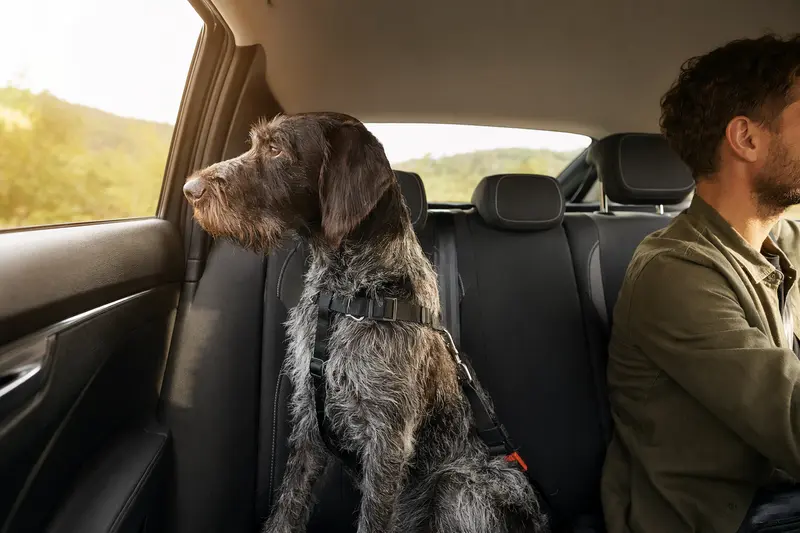 Ein sicher angeschnallter Deutscher Vorstehhund sitzt auf der Rückbank eines Autos und genießt das Sonnenlicht.