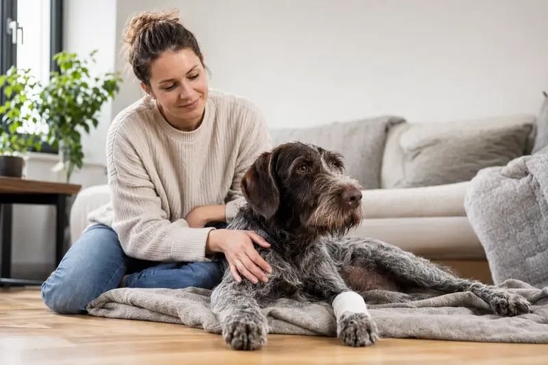 Ein entspannter Deutscher Vorstehhund mit einem Verband an der Pfote liegt neben seinem Besitzer auf einer Decke in einer hellen Wohnung.