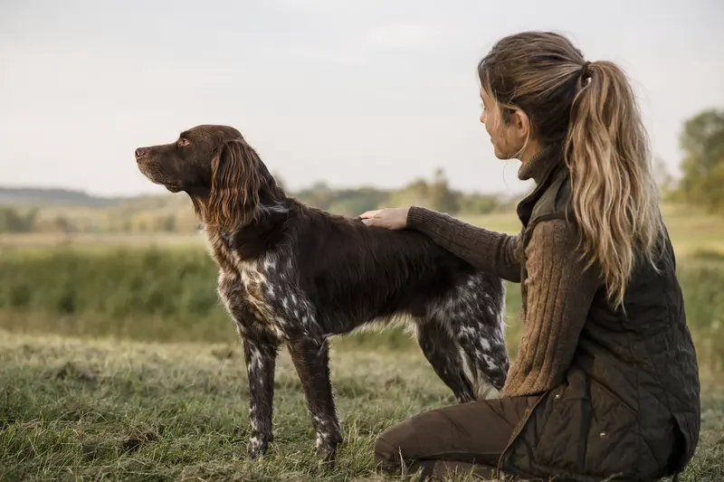 Ein Deutscher Vorstehhund Langhaar steht aufmerksam vor hellem neutralem Hintergrund und zeigt die typische Fellstruktur der Rasse.