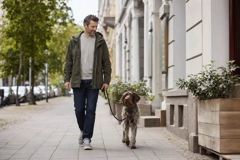 Ein Deutscher Vorstehhund (Langhaar) läuft an der Leine mit seinem Besitzer durch eine freundliche Stadtstraße.