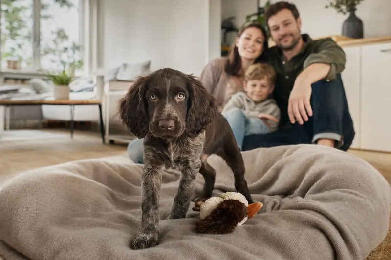 Ein junger Deutsch Kurzhaar Welpe entdeckt neugierig sein neues Zuhause mit weicher Decke und Spielzeug in einer hellen Wohnung, während seine Familie im Hintergrund steht.