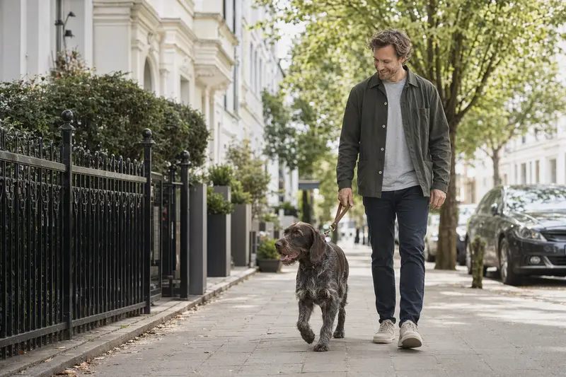 Ein Deutscher Vorstehhund stichelhaarig läuft an der Leine mit seinem Besitzer durch eine freundliche moderne Stadtstraße.