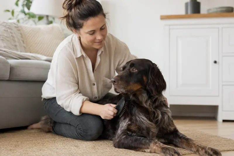 Ein Deutscher Wachtelhund wird in einer hellen Wohnung sanft gebürstet, während sein Besitzer liebevoll die Fellpflege übernimmt.