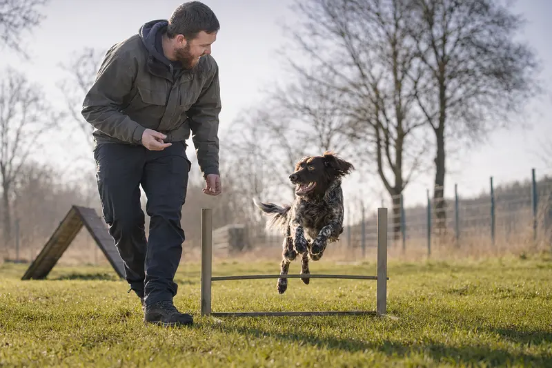 Ein Deutscher Wachtelhund springt mit seinem Besitzer über eine kleine Trainingshürde auf dem Hundeplatz.