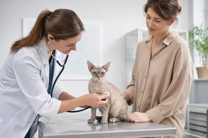 Eine ruhige Devon Rex Katze auf einem Untersuchungstisch, während eine freundliche Tierärztin sie sorgfältig mit einem Stethoskop untersucht.