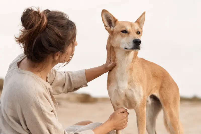 Ein aufmerksamer Dingo Hund steht in natürlicher Haltung vor hellem Hintergrund und zeigt seine typische Körperform und Fellstruktur.
