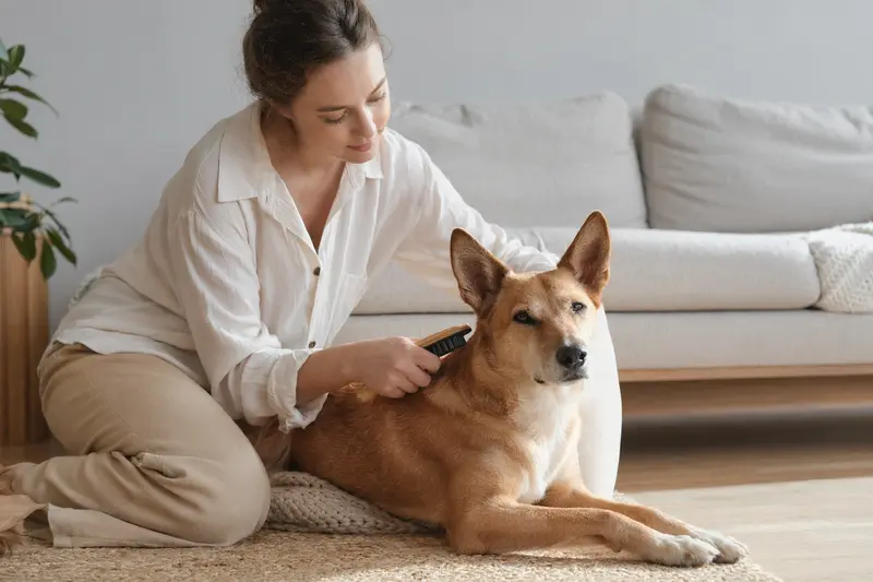Ein Dingo Hund wird zuhause liebevoll gebürstet, während der Besitzer die Fellpflege ruhig und aufmerksam übernimmt.