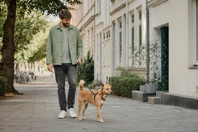 Ein Dingo-Hund läuft an der Leine mit seinem Besitzer durch eine freundliche moderne Stadtstraße.