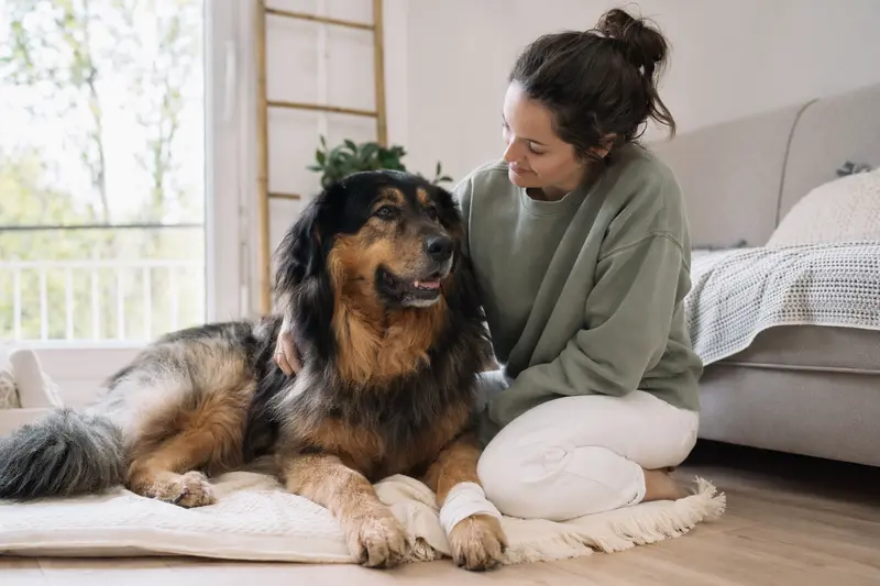 Ein Do Khyi Hund mit leichtem Verband an der Pfote liegt entspannt auf einer Decke neben seinem besorgten Besitzer.