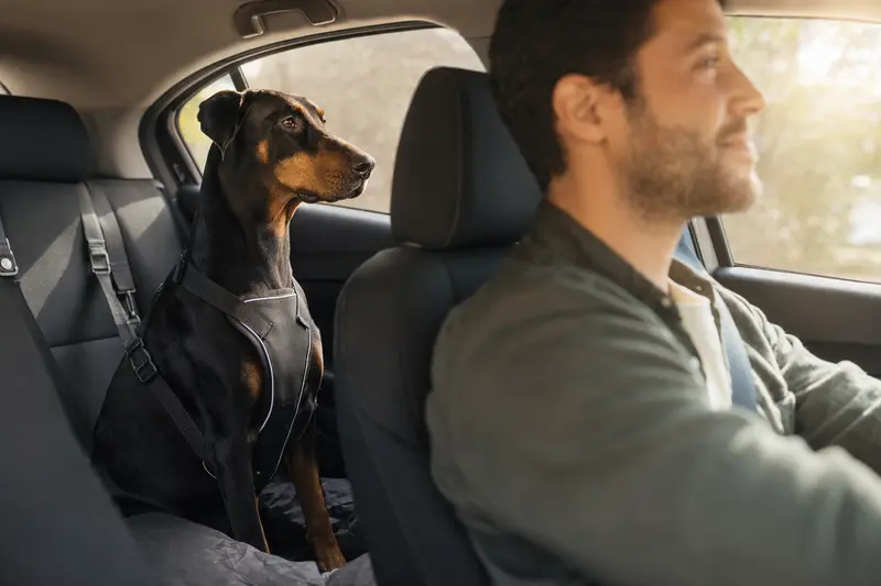 Ein Dobermann sitzt sicher anschnallt auf der Rückbank eines Autos, während sein Besitzer entspannt fährt, das Sonnenlicht durch das Fenster strömt.