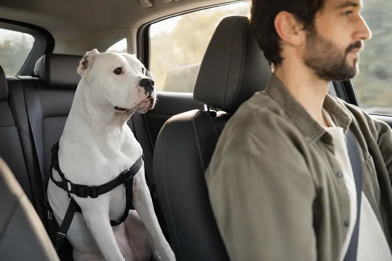 Ein Dogo Argentino sitzt sicher angeschnallt auf der Rückbank eines Autos und genießt die sonnige Fahrt.