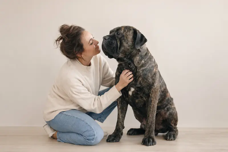 Ein aufmerksamer Dogo Canario steht in natürlicher Haltung vor hellem Hintergrund und zeigt die typischen Merkmale der Rasse.