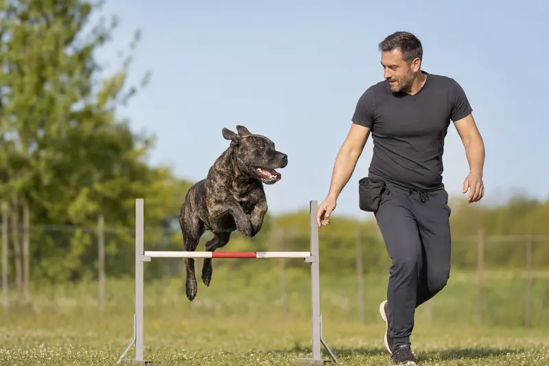 Ein Dogo Canario springt beim Hundetraining über eine kleine Hürde auf dem Hundeplatz mit seinem Besitzer.