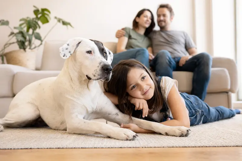 Ein entspannter Dogo Mallorquin Hund liegt vertrauensvoll neben einem Kind in einem hellen Wohnzimmer.