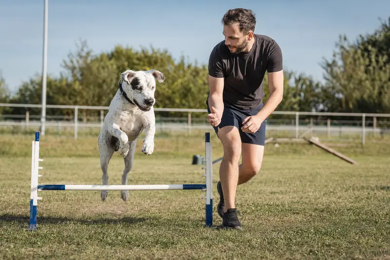 Ein Dogo Mallorquin trainiert mit seinem Besitzer auf einem Hundeplatz über eine kleine Trainingshürde.