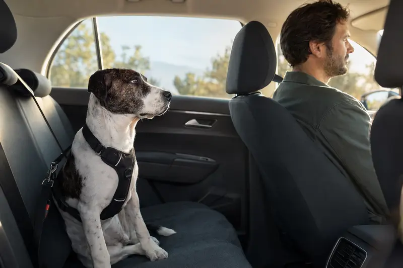 Ein Dogo Mallorquin Hund sitzt sicher angeschnallt auf der Rückbank eines Autos und genießt das Sonnenlicht.